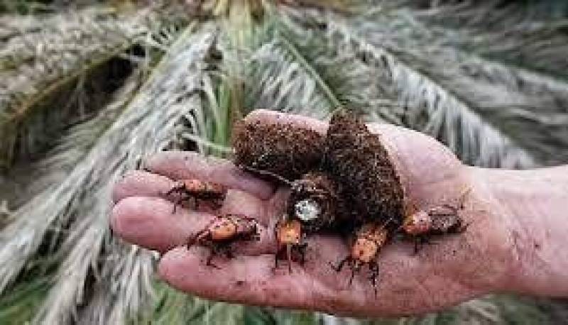 درگیری نخل های کرمان به آفت سوسک سرخرطومی حنایی